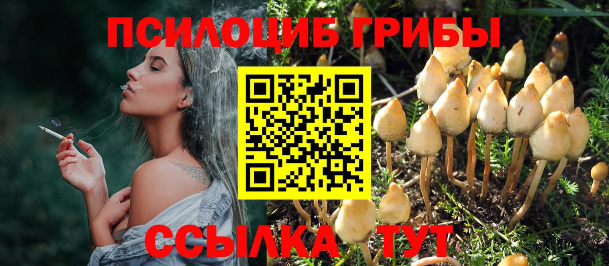 Псилоцибиновые грибы GOLDEN TEACHER Осинники