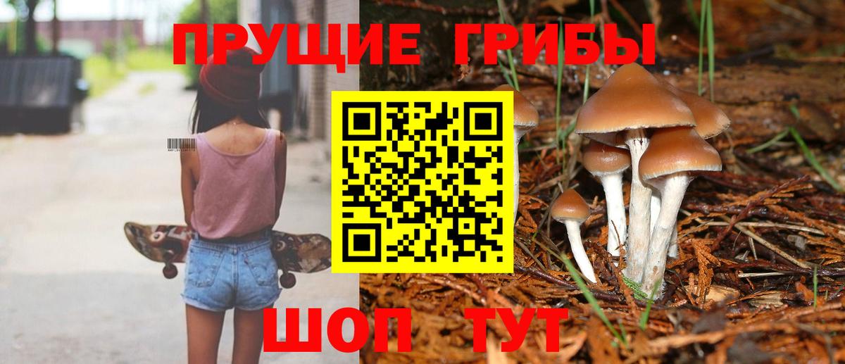 Осинники  Галлюциногенные грибы прущие грибы  Вход с VPN 
